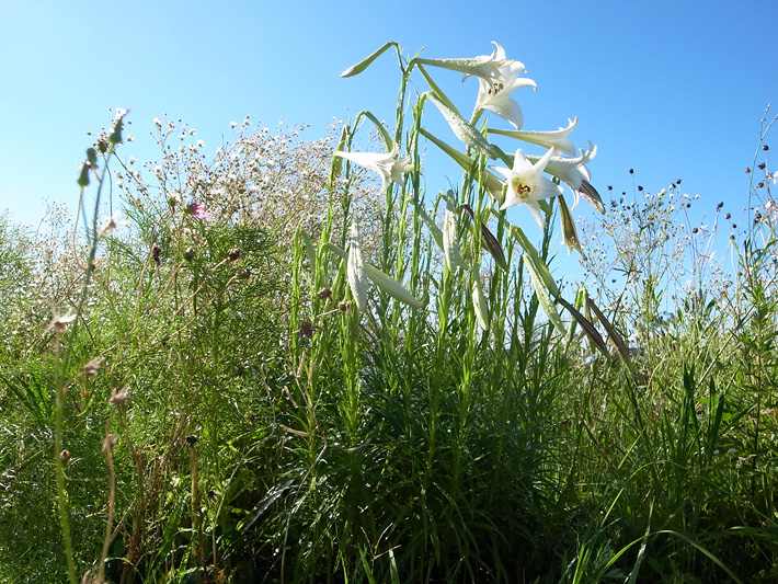 The grass roof of midsummer 